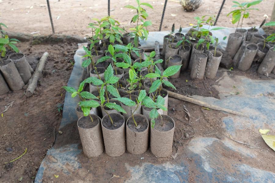 Biopots