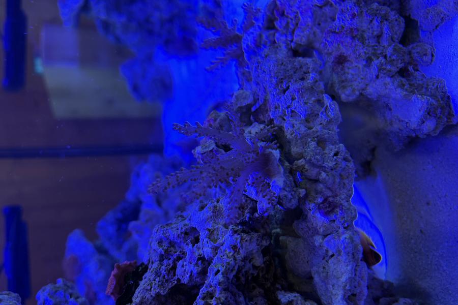 SOS Community aquarium
