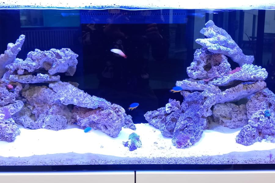 SOS Community aquarium
