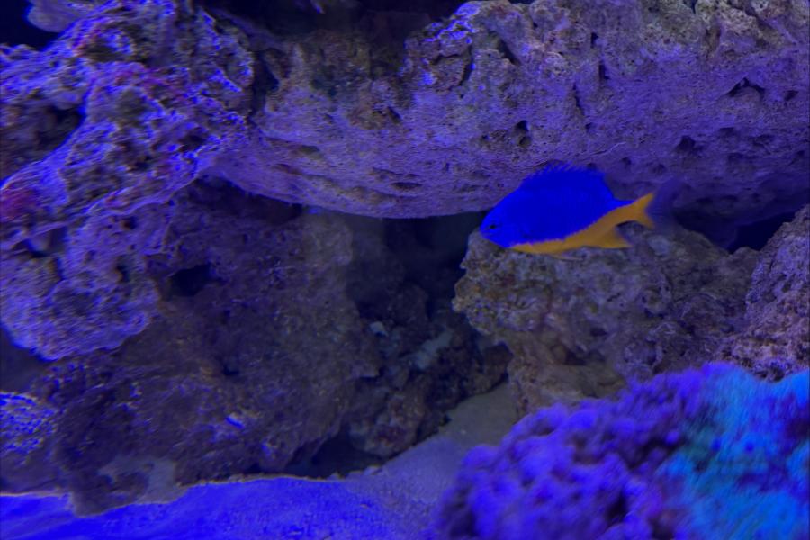 SOS Community aquarium