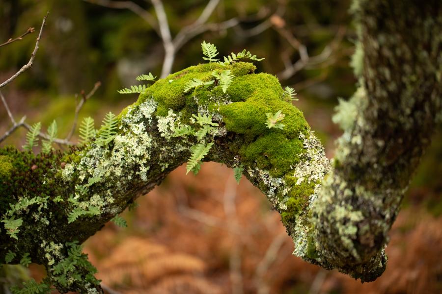 Close up of ferns, moss, and lichen, on a tree branch