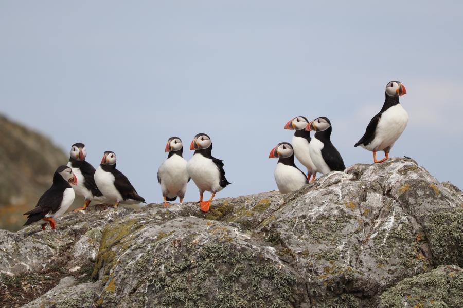 Atlantic Puffins sitting on a rock