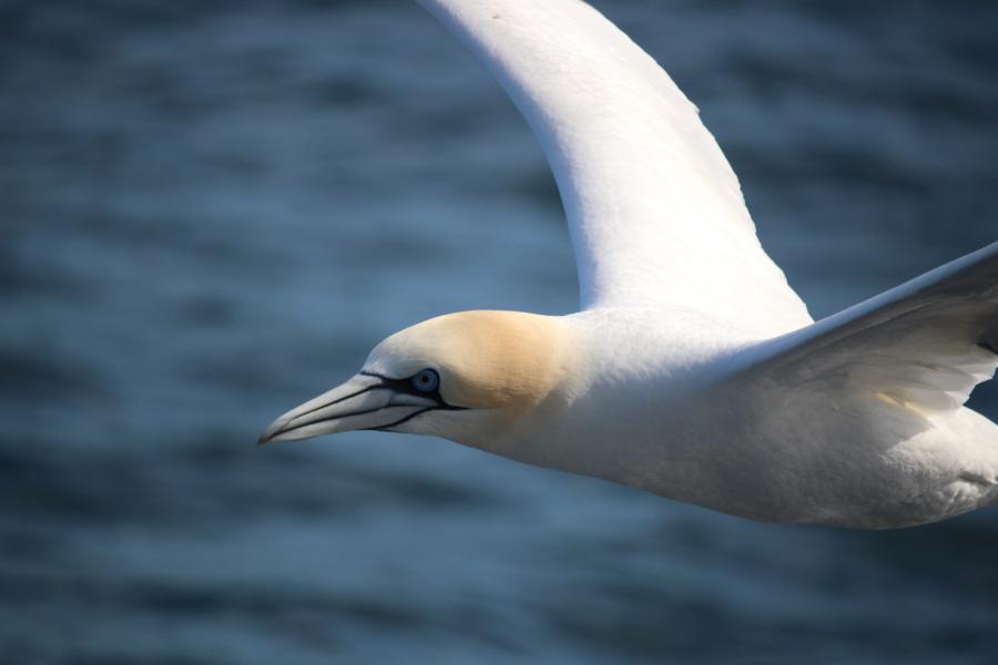 Northern gannet in flight above the sea