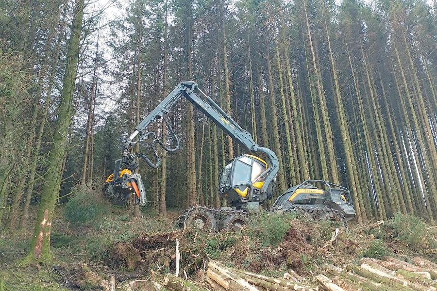 Productive Welsh conifer plantation forest
