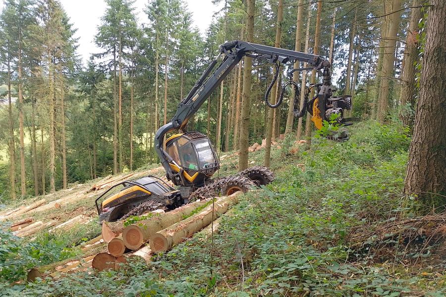 Productive Welsh conifer forest with a mixture of tree species and structural complexity