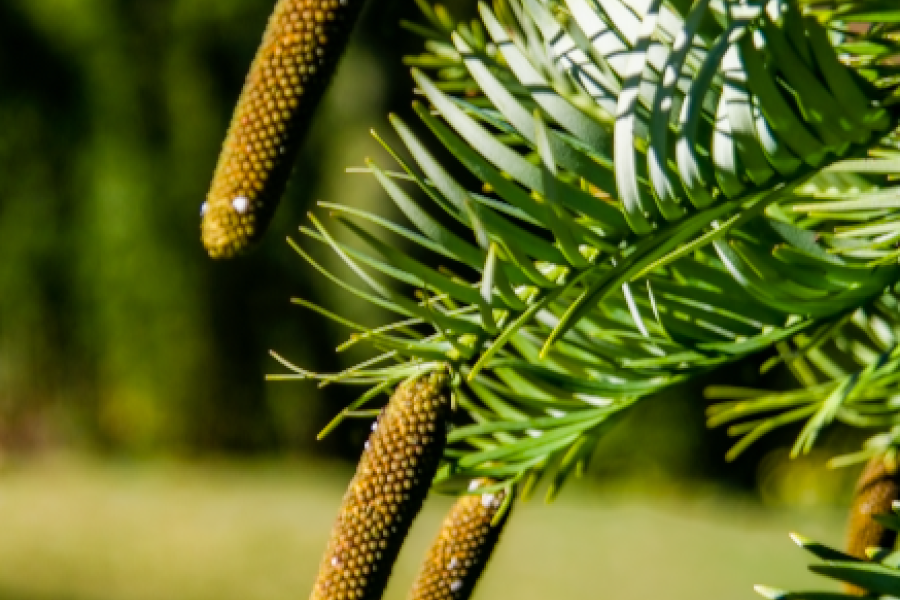 Wollemi Pine