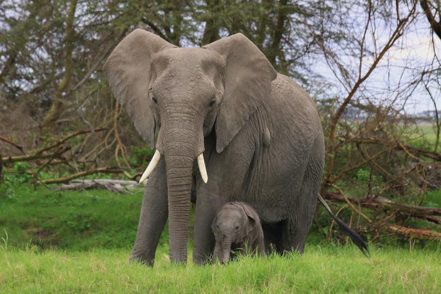 Elephants