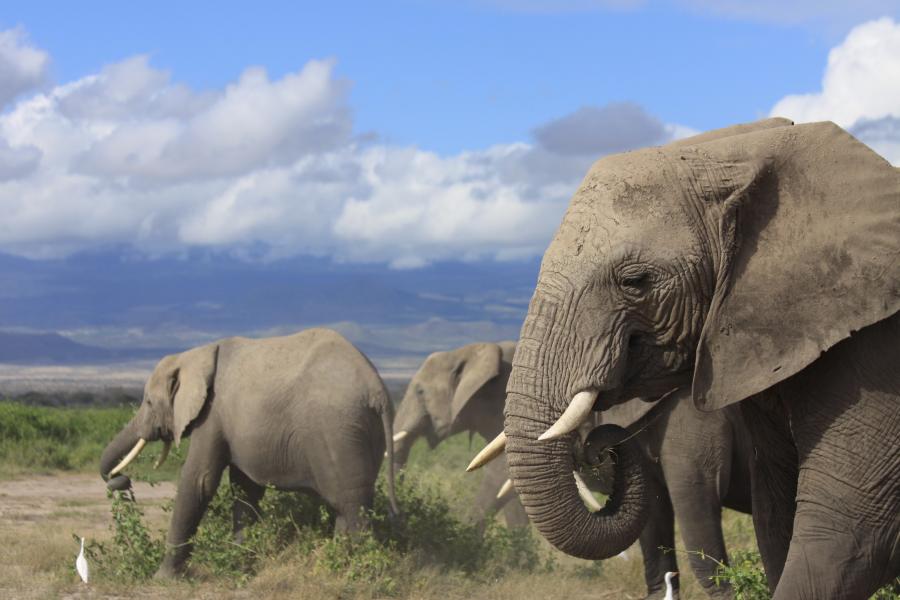Elephants 