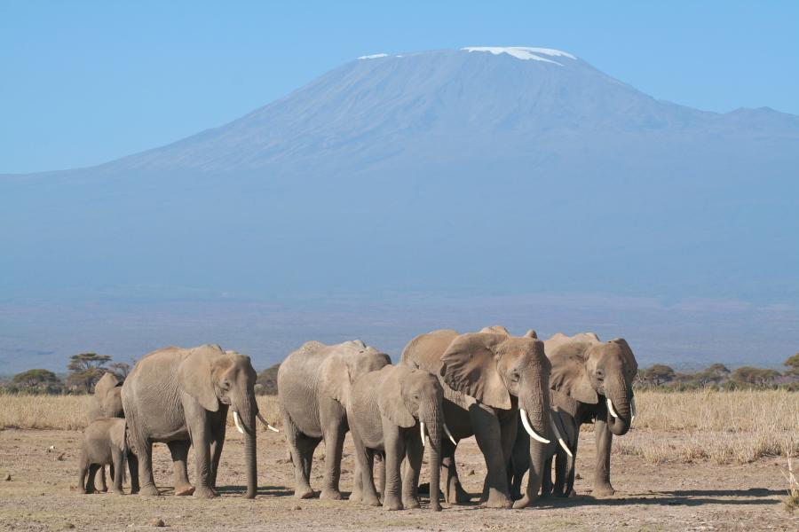 Elephants