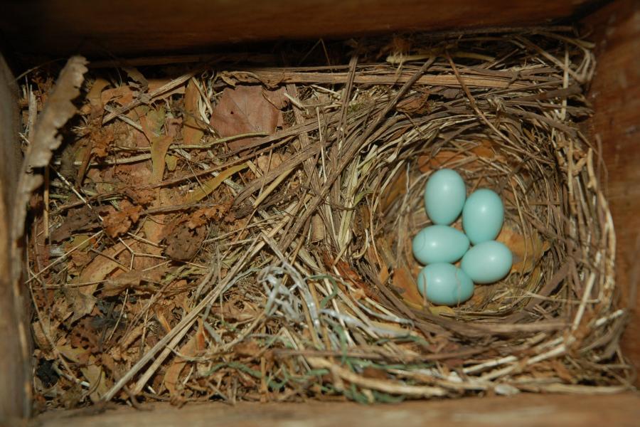 Nest with five blue eggs in a nest box