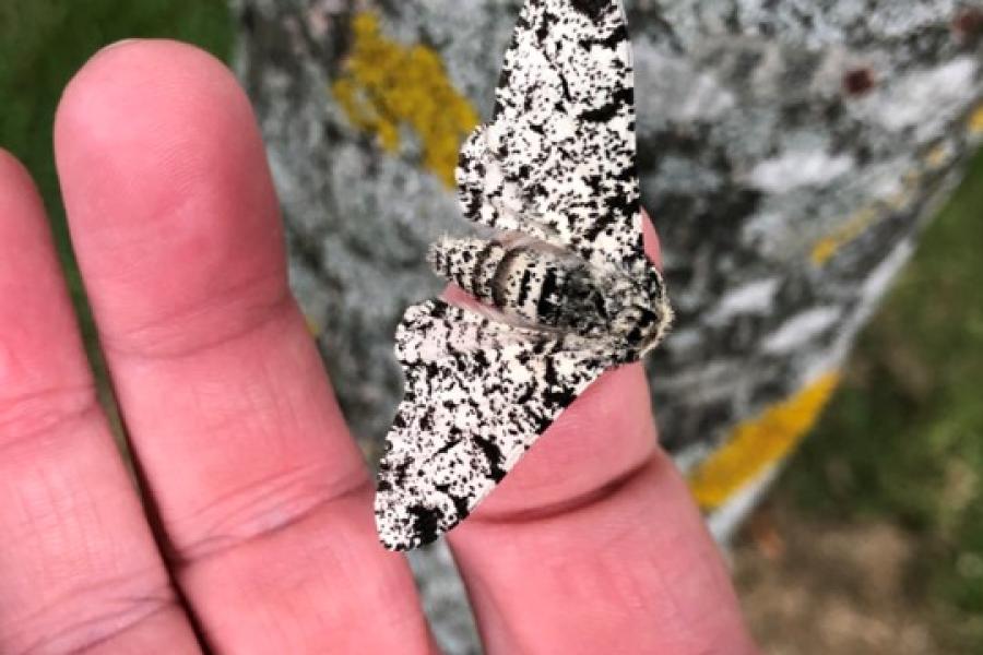 A hand holding a peppered moth adult with a lichen-covered tree behind