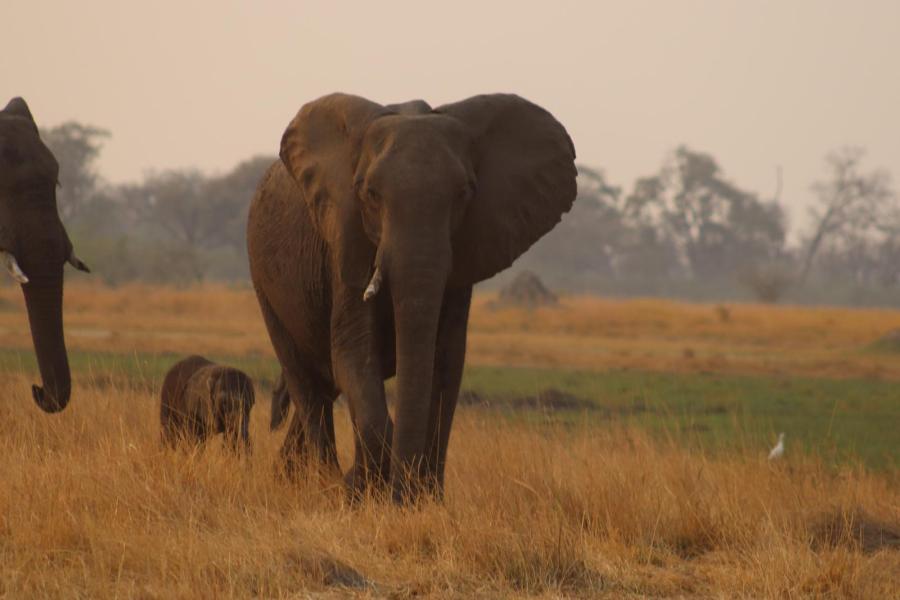 Elephant in the savannah with a baby elephant following