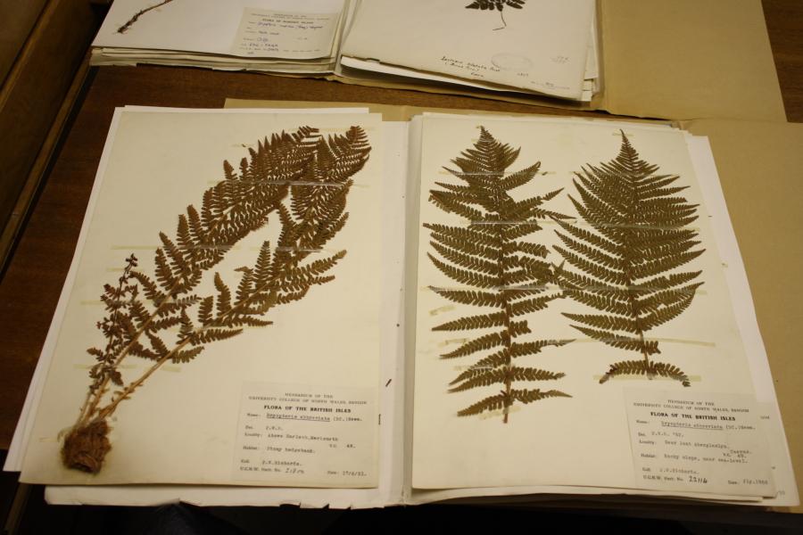 An opened book displaying preserved fern leaves