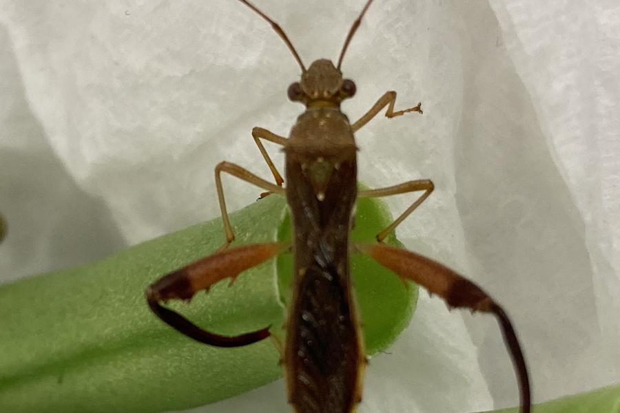 True bug standing on a green bean