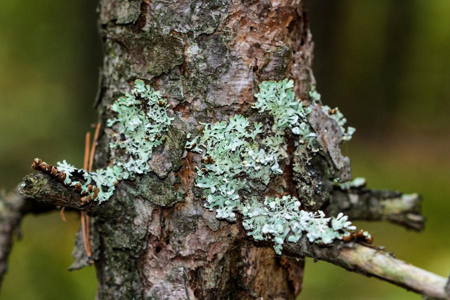 Lichen on a tree