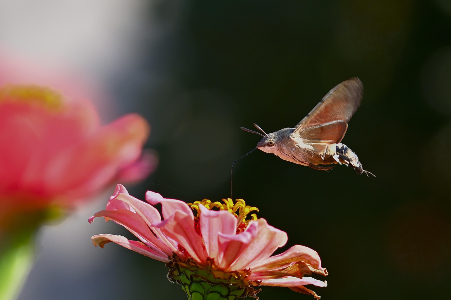 A moth hovering above a pink flower