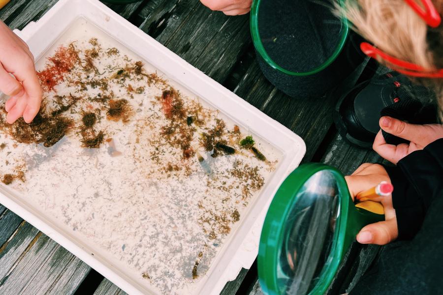 Children holding magnifying glasses while inspecting marine biodiversity in white trays containing samples from the oyster nurseries.jpg