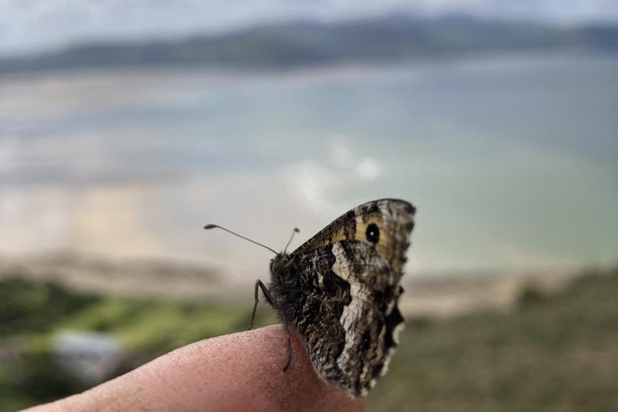 A grayling butterfly sitting on a human finger, with the view of Conwy/Pen from the Great Orme in the background