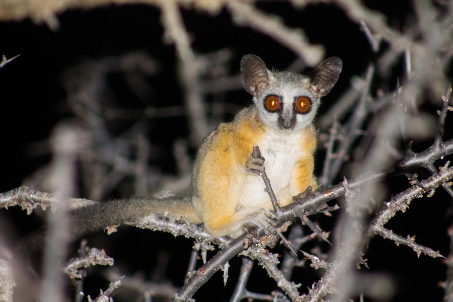 Bush baby in a tree
