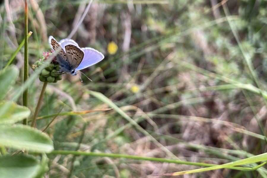 Silver studded blue butterfly on a flower