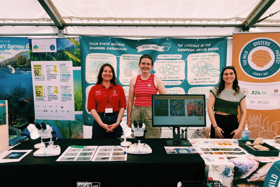 Wild Oysters project staff at Gwyl Fwyd Caernarfon outreach stand 