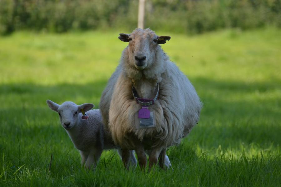 Mother sheep and lamb with biologgers around their necks