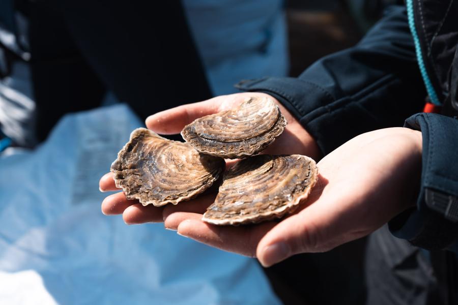 Close-up of a person’s hand gently holding a native oyster, showing the rough, textured shell and the oyster’s natural shape