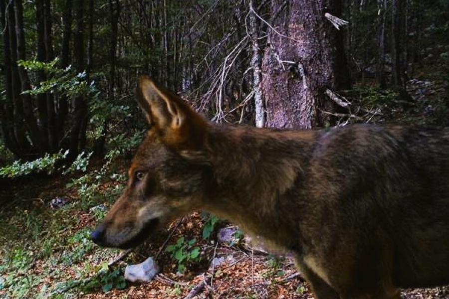 A wolf walking through a forest