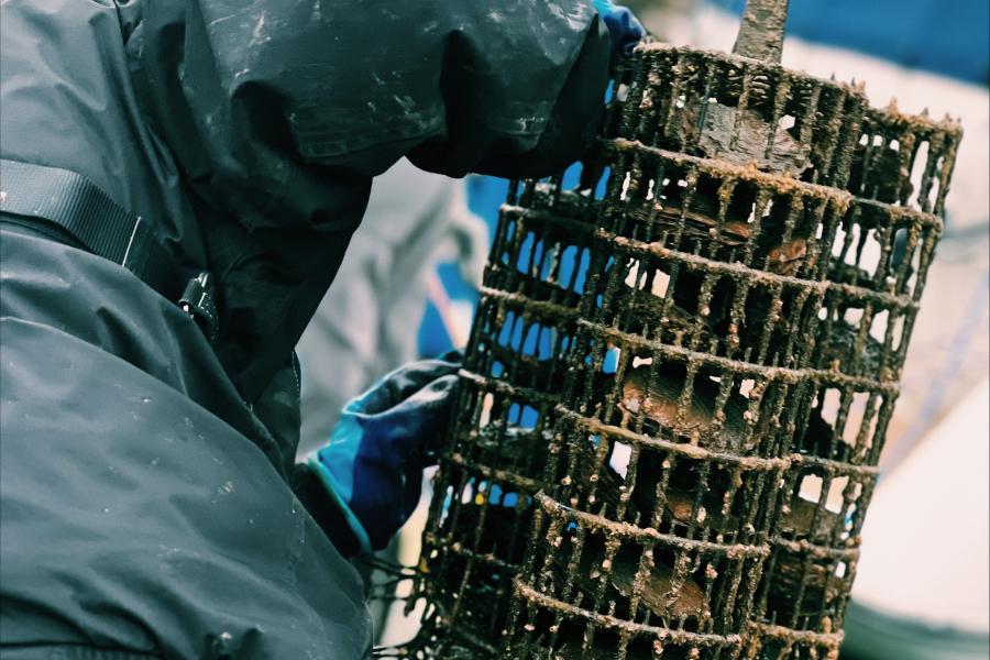 Wild Oysters volunteer at Conwy Marina, supporting oyster nursery monitoring activities