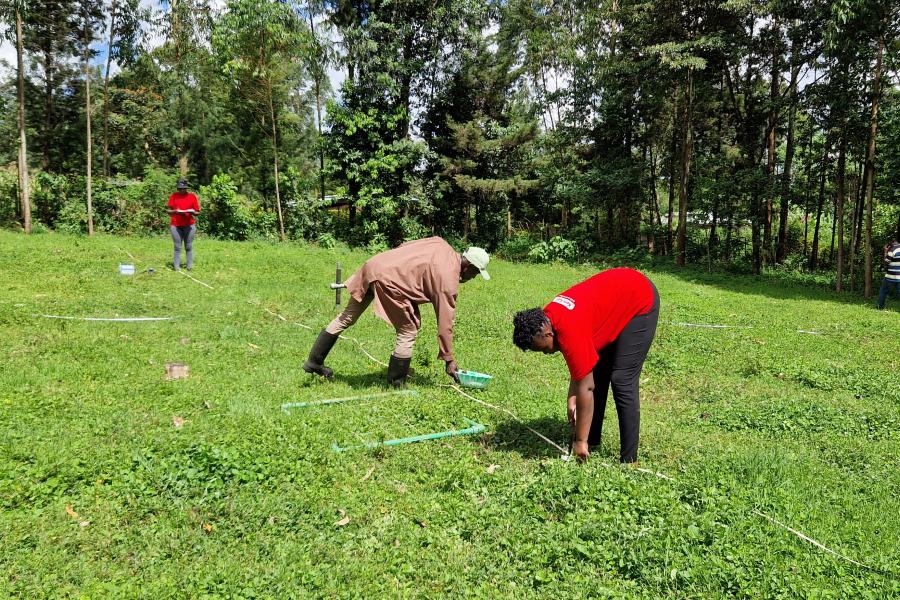 Caroline is bending as she is assisted by Elly and Winnie to measure pasture transects