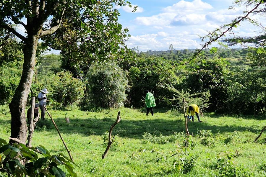 Winnie is in the field collecting pastures and legume samples for further analysis