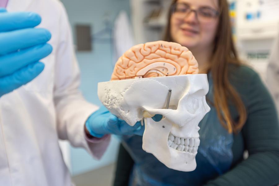 A student looking a a model of a brain and a skull