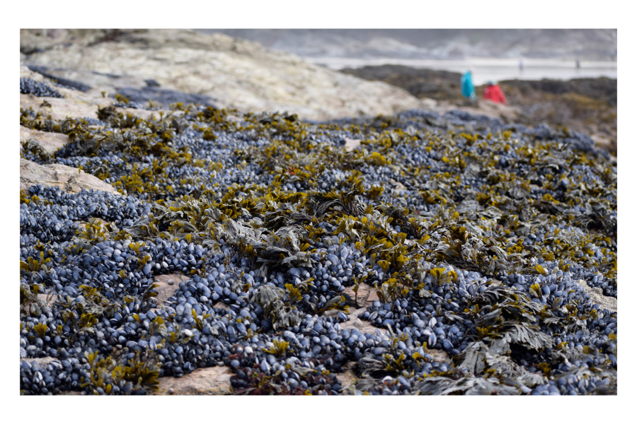 Blue Mussel Bed