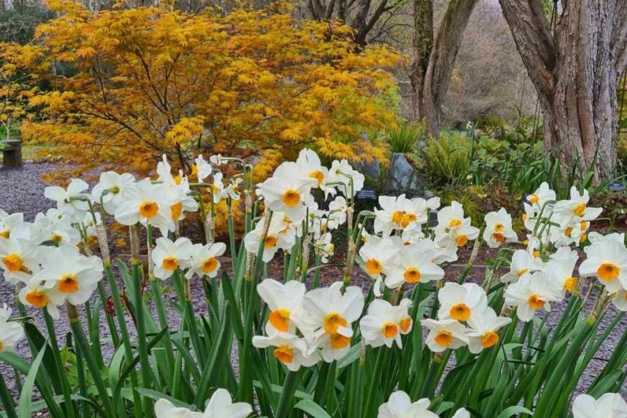 Daffodils and acer tree growing in the Two Dragons Project Garden at Treborth