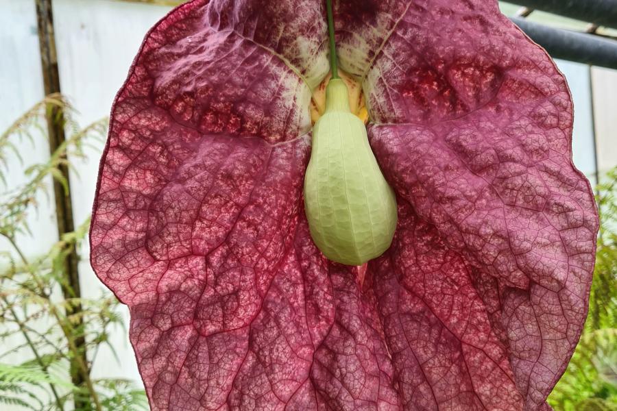 Aristolochia labiata - a carnivorous plant with a big dark pink flower 