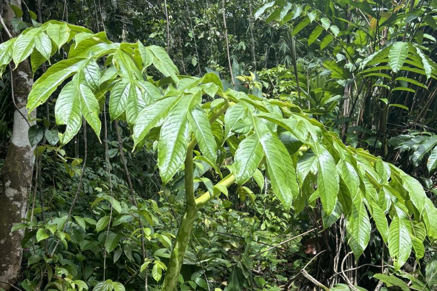 A green wide-leafed plant, Titan Arum (Amorphophallus titanum) at Treborth