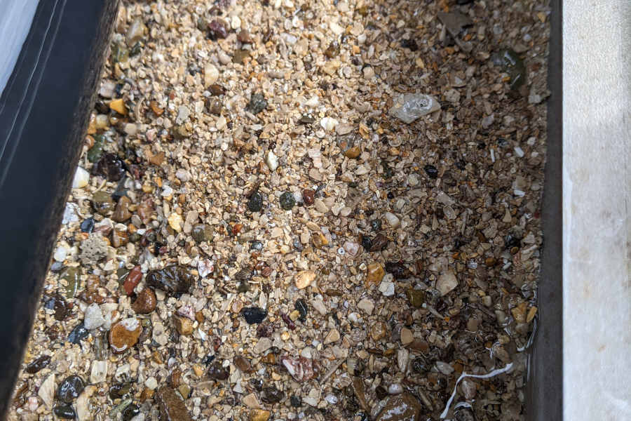 Example of the sediment sampled which was predominately sandy gravel the study area and region.