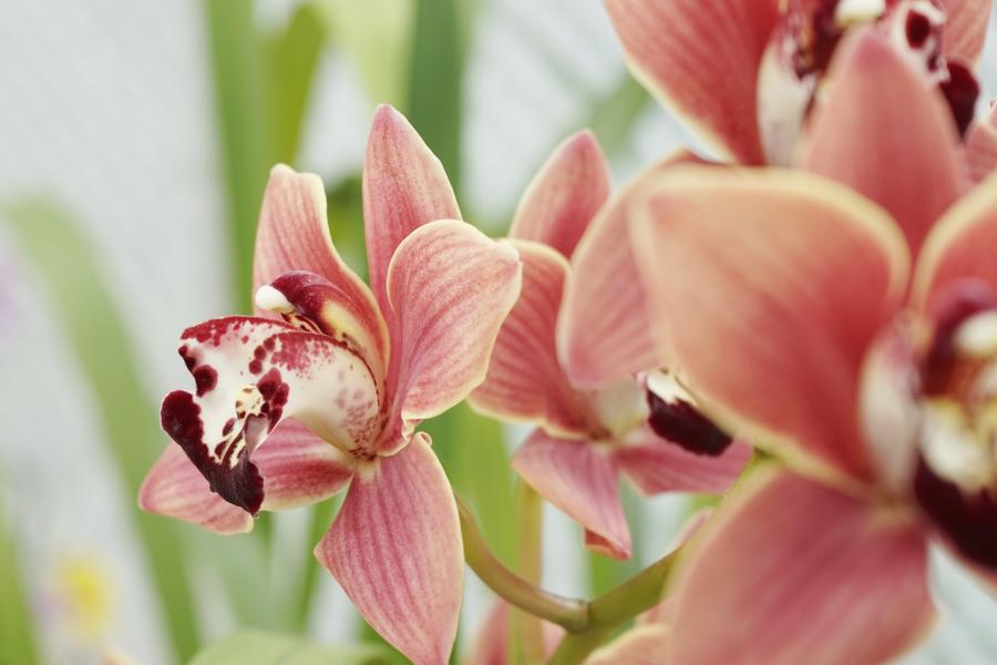 Pink boat orchid