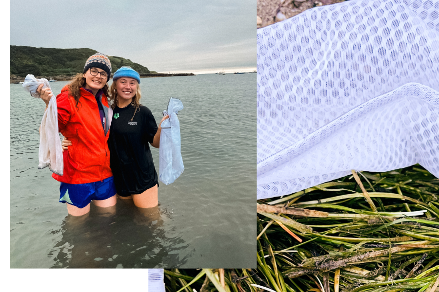 Project staff helping collect seagrass seeds in Porthdinllaen 