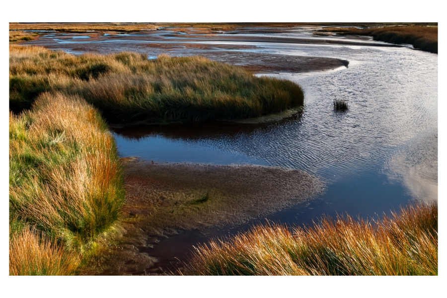 AI generated image of saltmarsh
