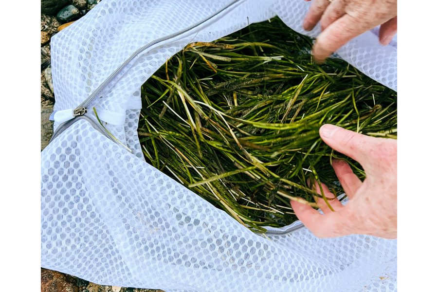 Seagrass seeds in a collection bag