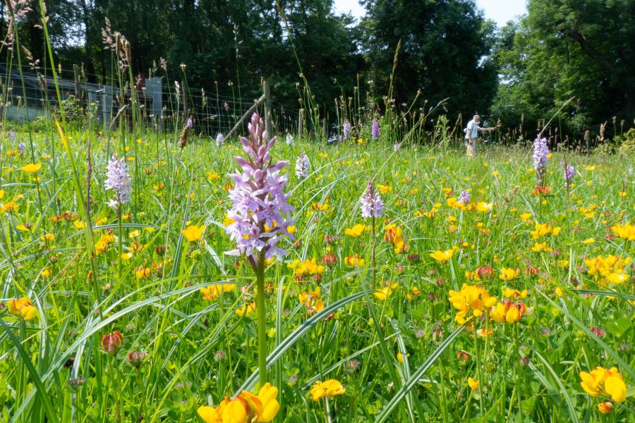 Purple and yellow flowers in the Wildflower Meadow at Treborth