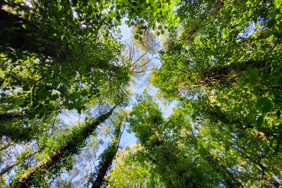 Trees at Treborth's woodland