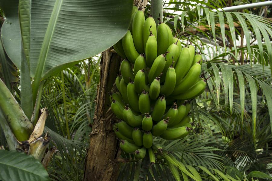 A large bunch of green bananas growing on a tree at the Tropical House, Treborth