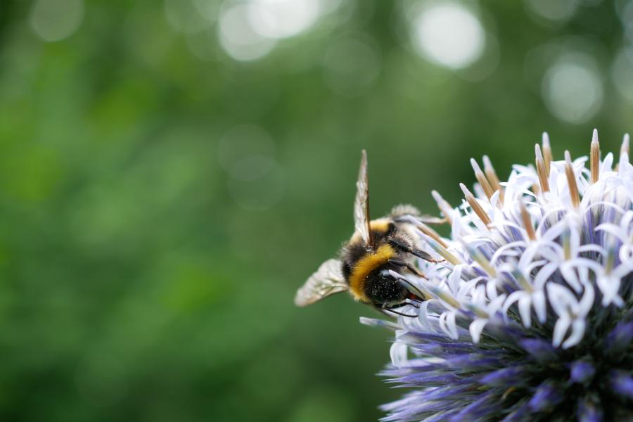 A close-up image of a bee on a light blue echinops flower at Treborth's Butterfly Border