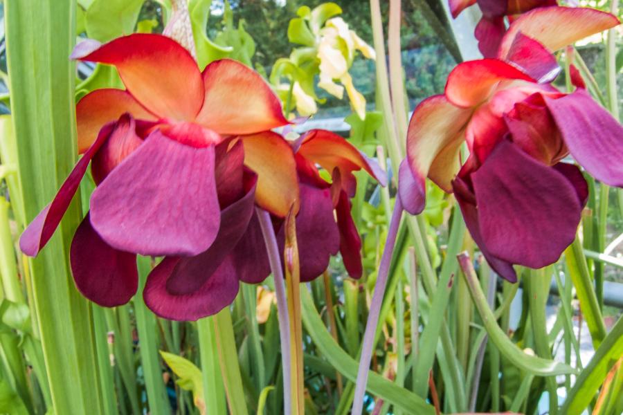 Two large deep pink and orange flowers of the pitcher plant at the Carnivorous House in Treborth
