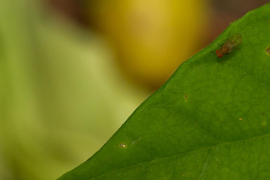 fly on leaf