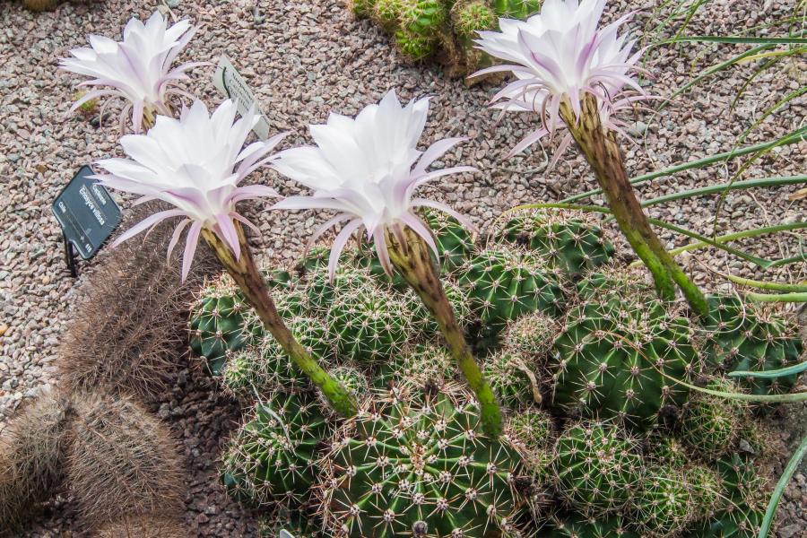 Cacti with large white flowers at the Temperate House in Treborth