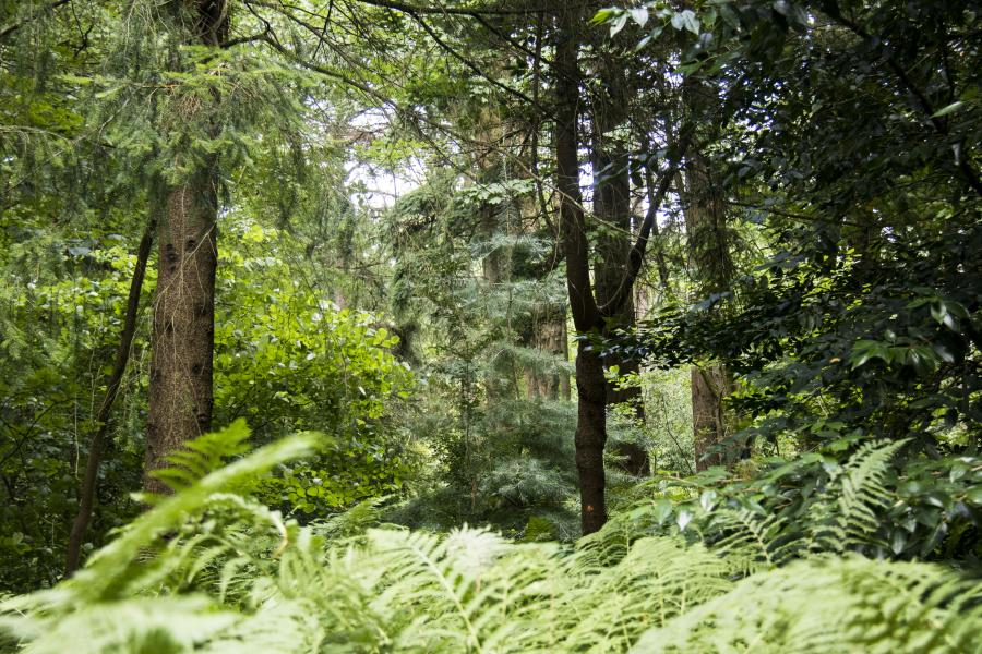 Arboretum at Treborth Botanic Garden