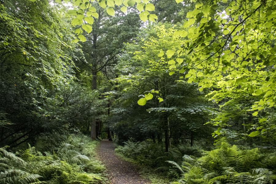 Arboretum at Treborth Botanic Garden